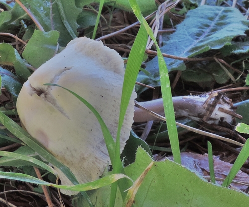 Variet� di Mycena ?